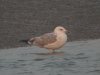 Caspian Gull at Canvey Wick (Steve Arlow) (137682 bytes)